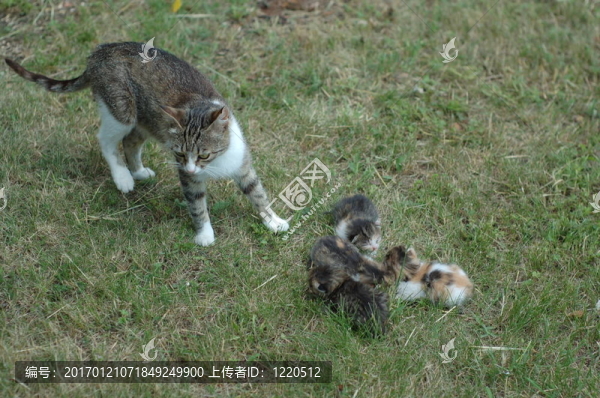 母貓喂小貓
