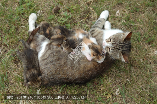 母貓喂小貓