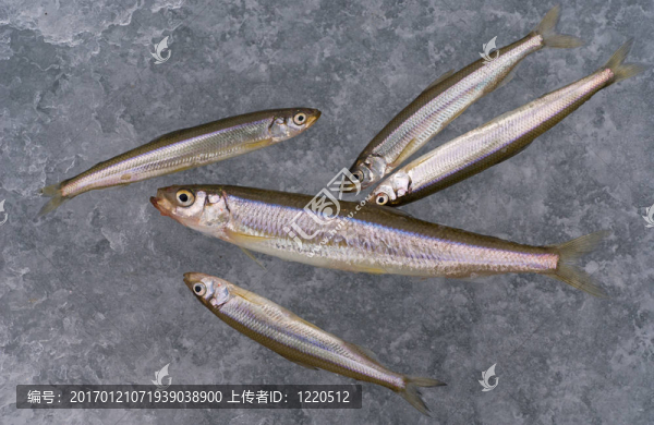 冰上的魚8
