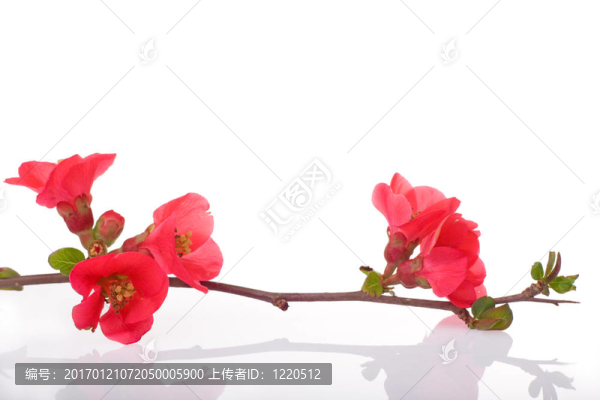 果樹紅花