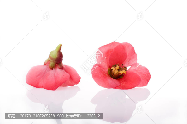兩個紅色的花