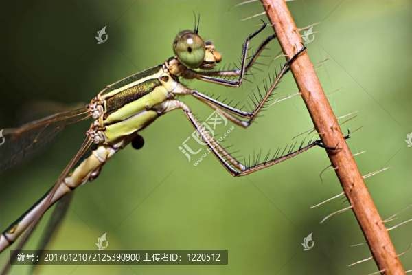 蜻蜓特寫（Ischnura種）