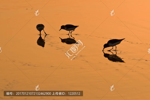 金色沙灘上的鳥