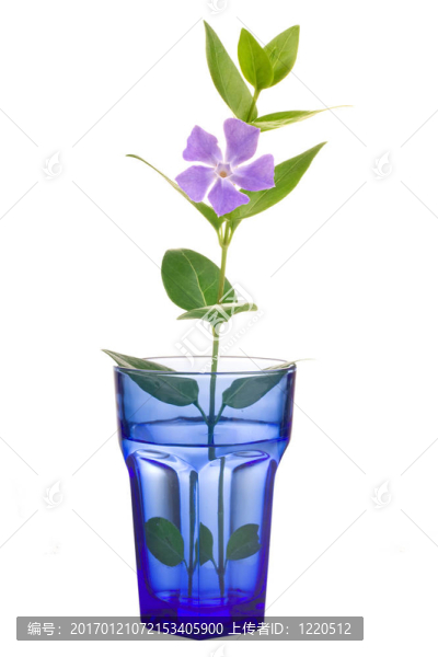 在藍(lán)色的玻璃花