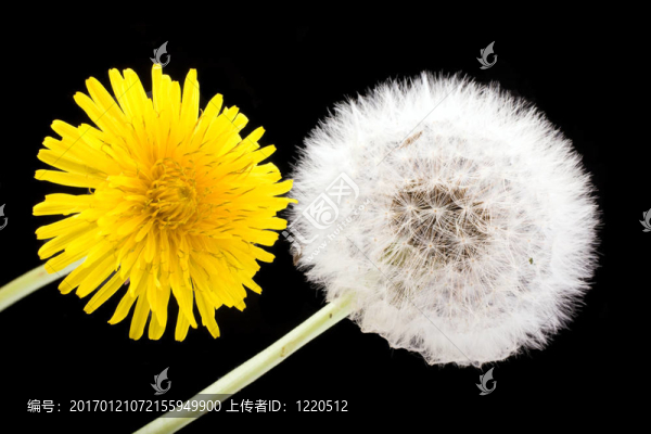 蒲公英花和種子