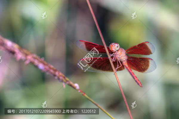 熱帶紅蜻蜓