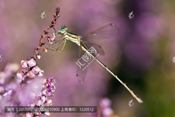 蜻蜓在希瑟