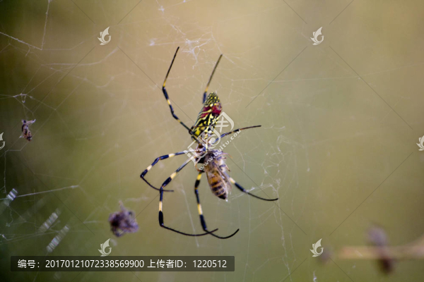 蜘蛛