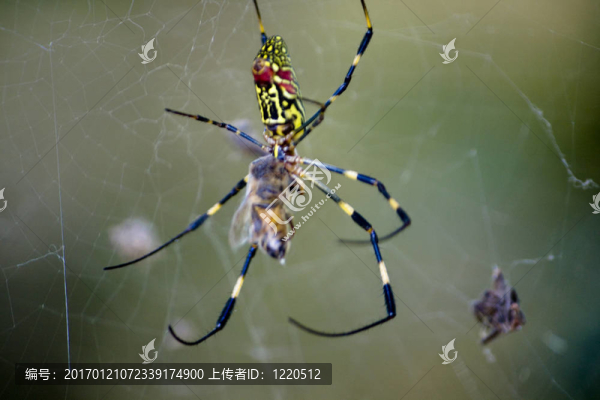 蜘蛛