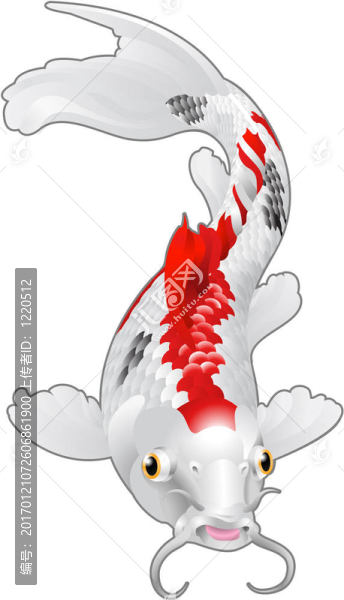 東方錦鯉魚(yú)