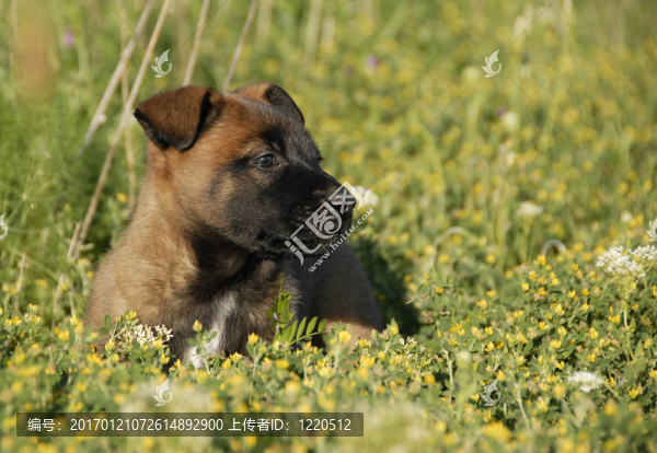 比利時(shí)牧羊犬幼犬