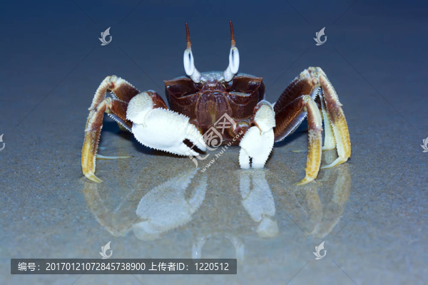 熱帶海灘上的螃蟹