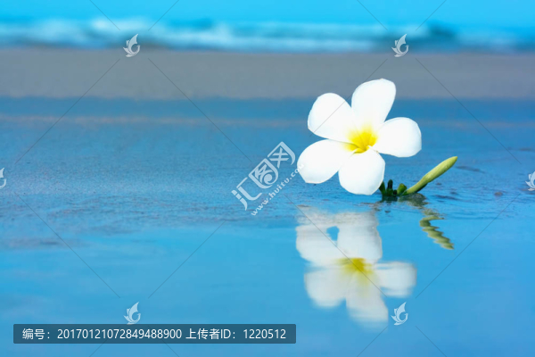 熱帶花卉在beachv