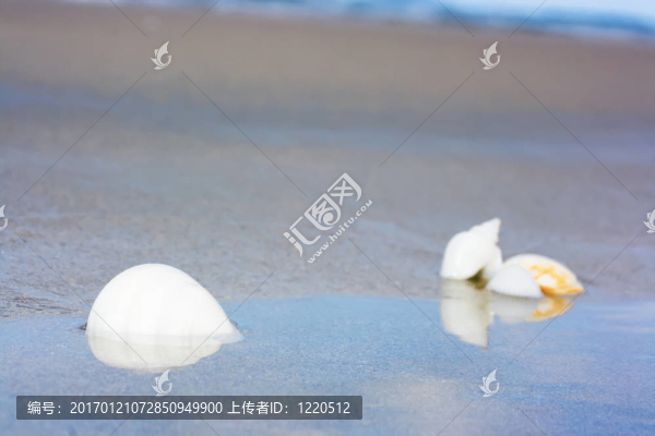 貝殼的背景