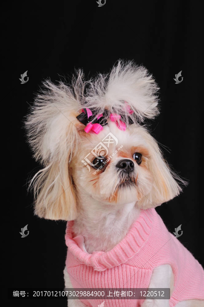 西施犬