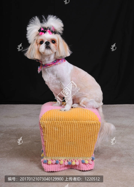 西施犬