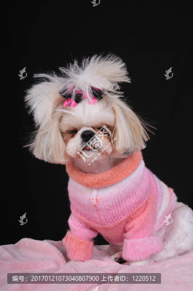 筋疲力盡的Shih,Tzu