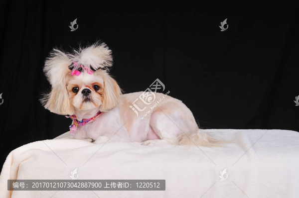 西施犬