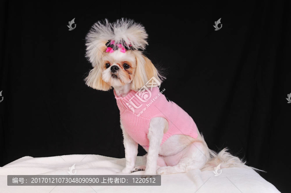 西施犬