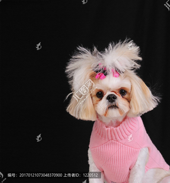 西施犬