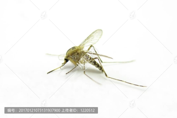 蚊子