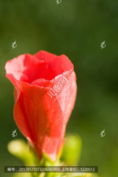 一朵紅色的花