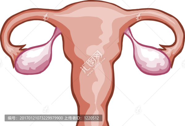 女性生殖系統(tǒng)