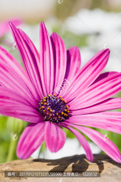 紫色的Sunscape,Daisy