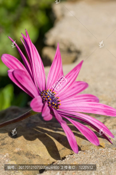如絲般光滑的戴茜