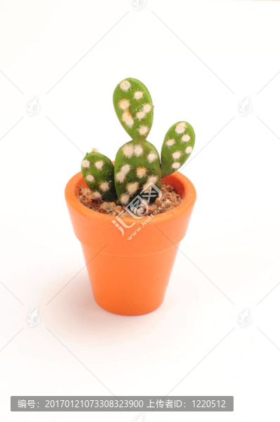 仙人掌