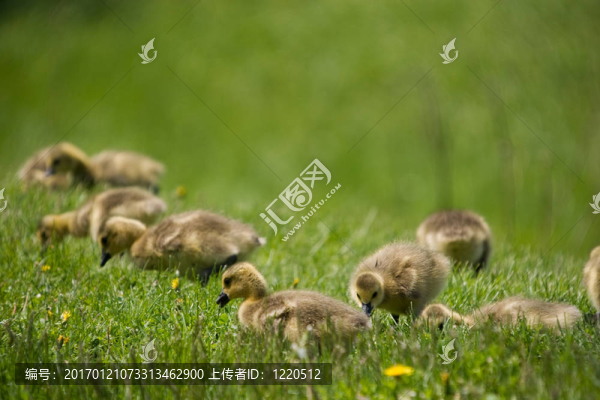 在草地上gosslings