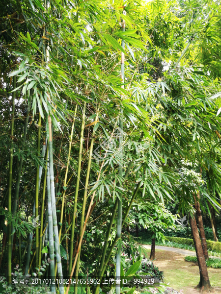筆架山公園竹子