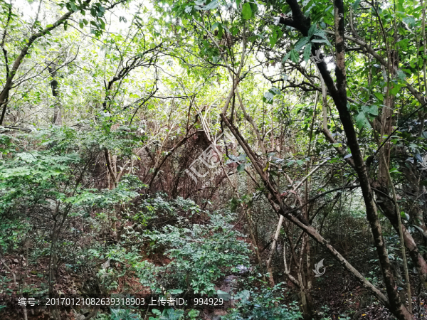 筆架山公園森林
