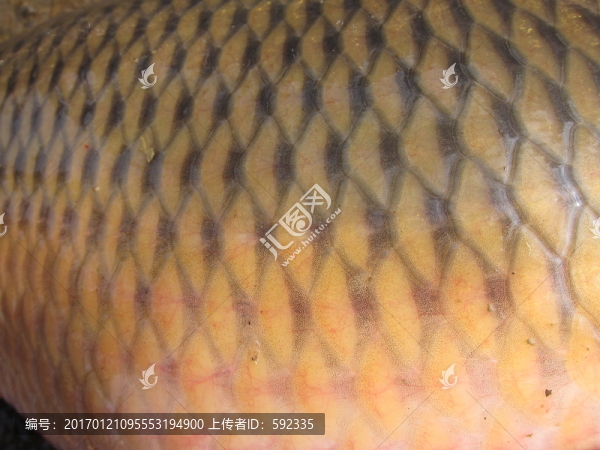 魚(yú)鱗