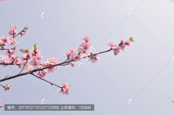 桃花開