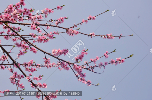 挑花
