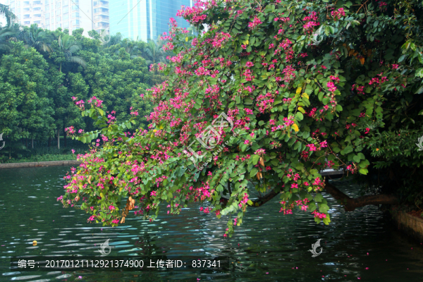 水岸花草