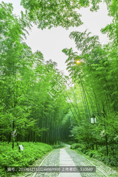 竹林,竹子