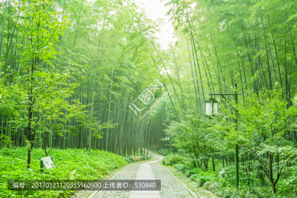 竹子,竹林