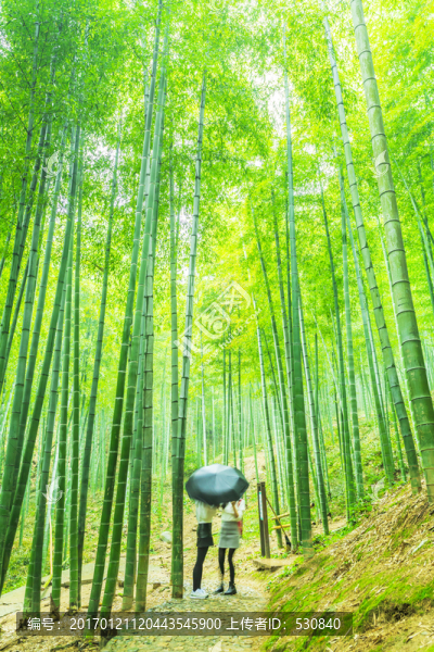 竹子,竹林