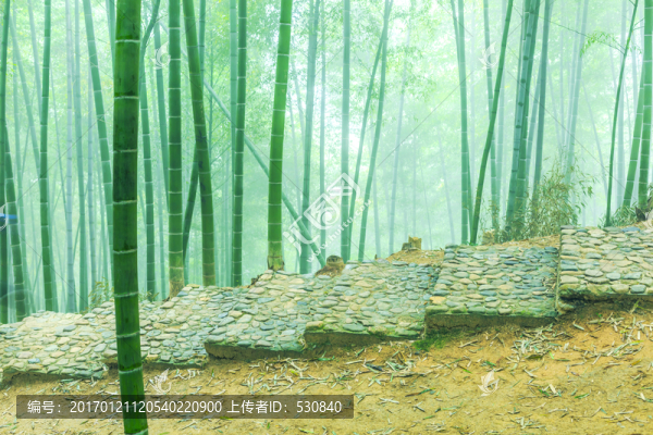 竹子,竹林