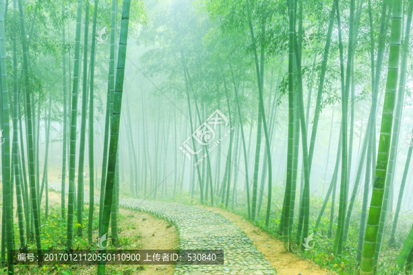 竹子,竹林