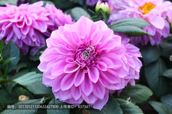 菊花