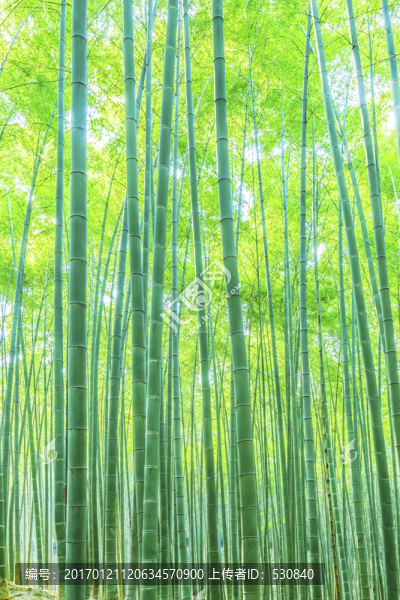 竹林,竹子