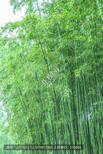 竹林,竹子