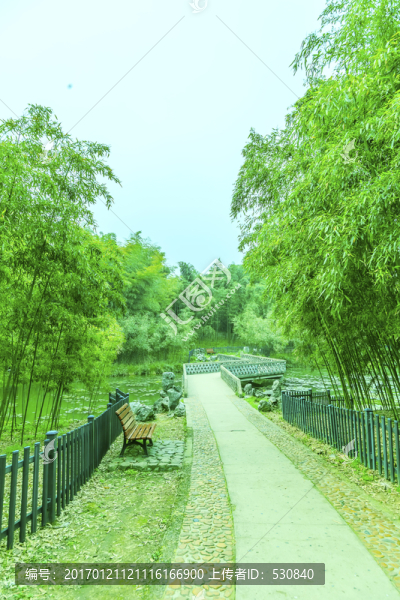 竹林,竹子