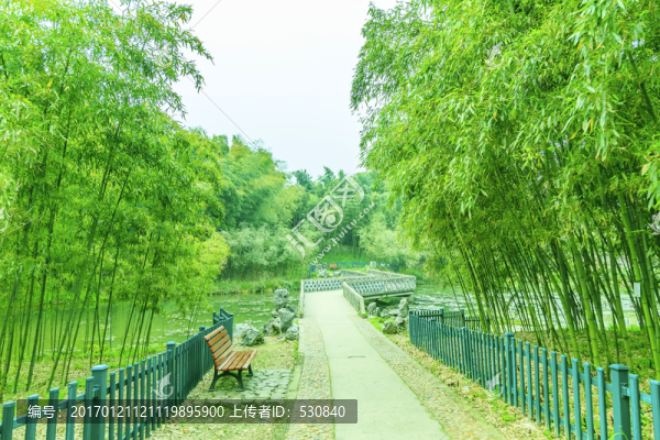 竹子,竹林