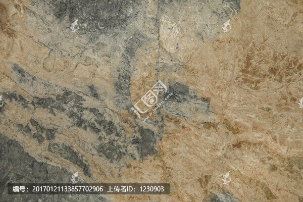 天堂鳥大理石紋