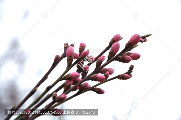 桃花開
