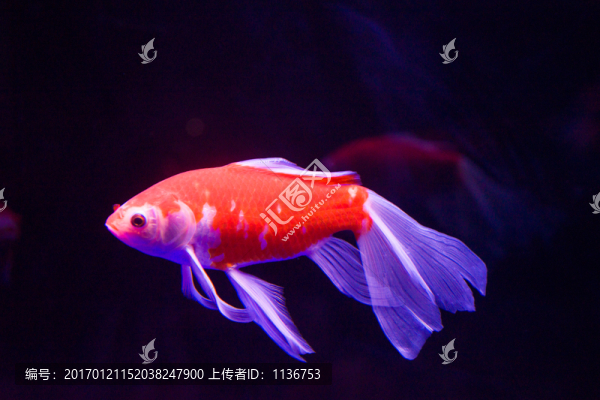 金魚